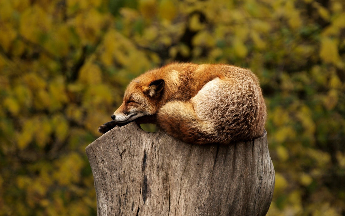 Which is the best incense for good sleep?
