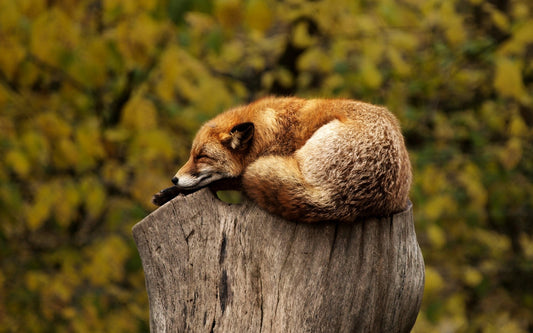 Which is the best incense for good sleep?